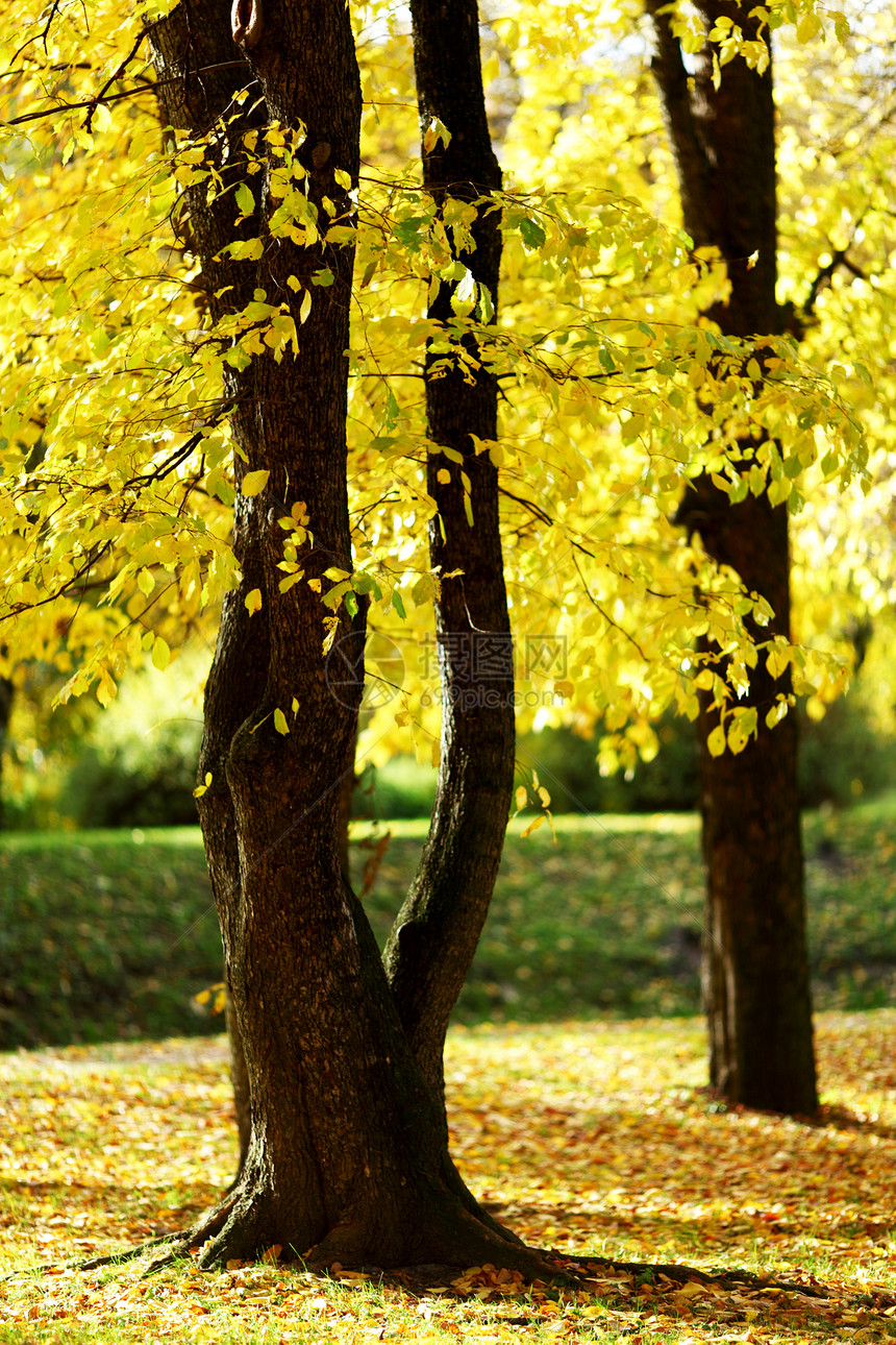 秋树树叶车道植物橙子树干季节金子叶子远足环境图片