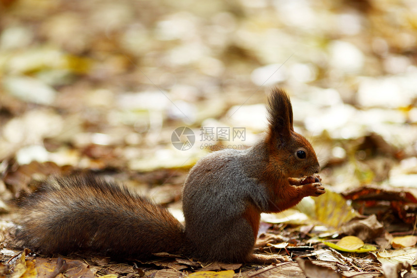 秋季森林中的松松鼠眼睛墙纸木头坚果晴天树叶尾巴荒野头发冒充图片