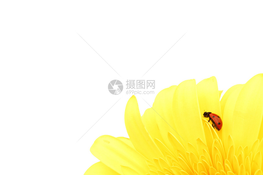 黄色花朵上的拖拉器花园草地太阳植物学蓝色天空漏洞植物昆虫甲虫图片