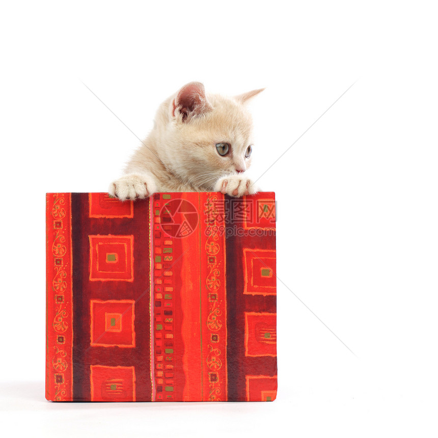 礼品盒中的猫猫咪孩子动物爪子婴儿惊喜星星小猫展示毛皮图片