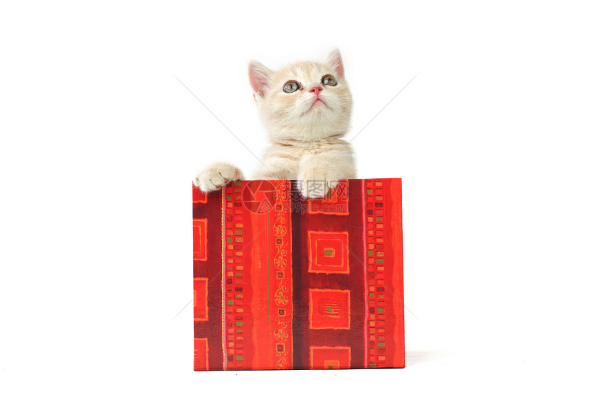礼品盒中的猫毛皮星星动物爪子婴儿金子家庭展示兽医小猫图片