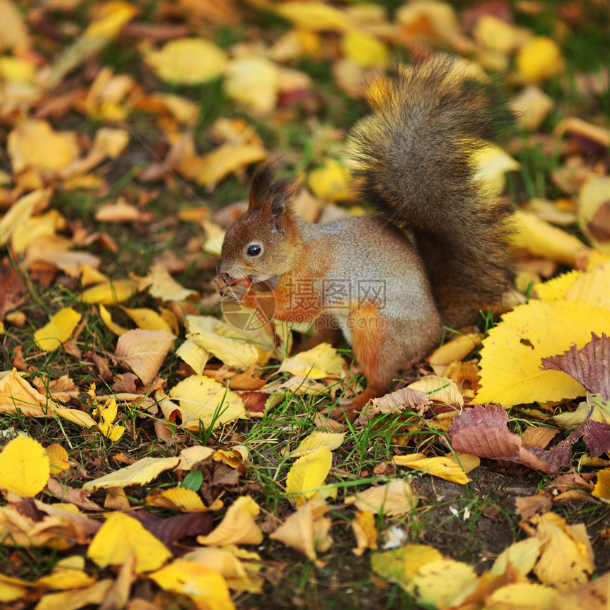 秋天森林中的松松鼠坚果冒充栗鼠眼睛木头尾巴头发毛皮生物哺乳动物图片