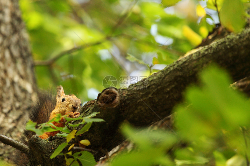 秋天森林中的松松鼠毛皮尾巴栗鼠头发冒充坚果荒野公园木头生物图片