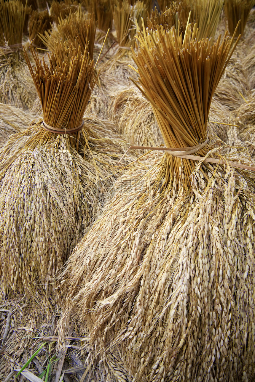稻田里的水稻工作热带风景植物场地谷物农场培育生长劳动图片