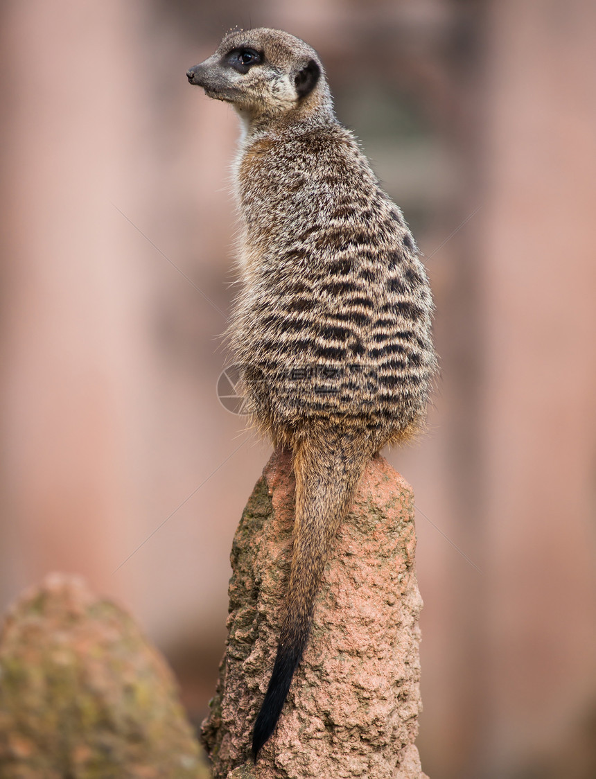 Meerkat 转过头来坐在大腹上图片