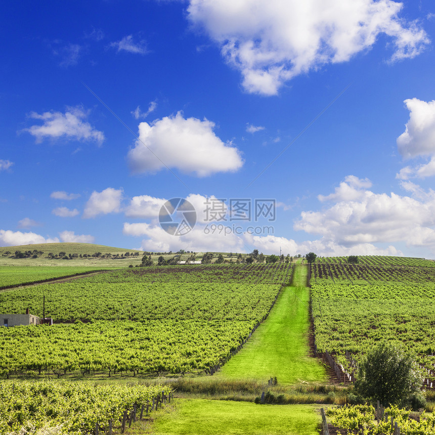 南澳大利亚葡萄园广场农村正方形栽培乡村蓝色小路藤蔓绿色图片