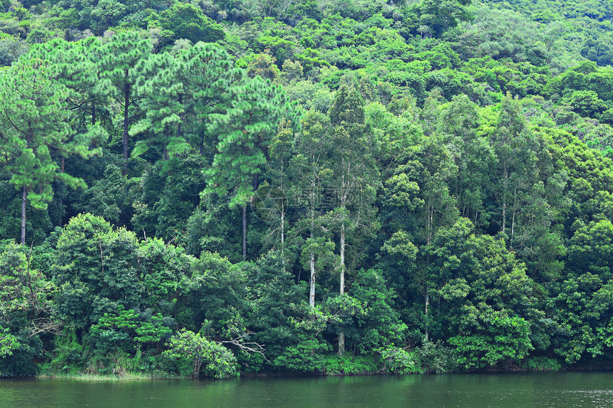 带绿树的湖泊绿色环境旅行反射晴天林地木头植物群红色叶子图片