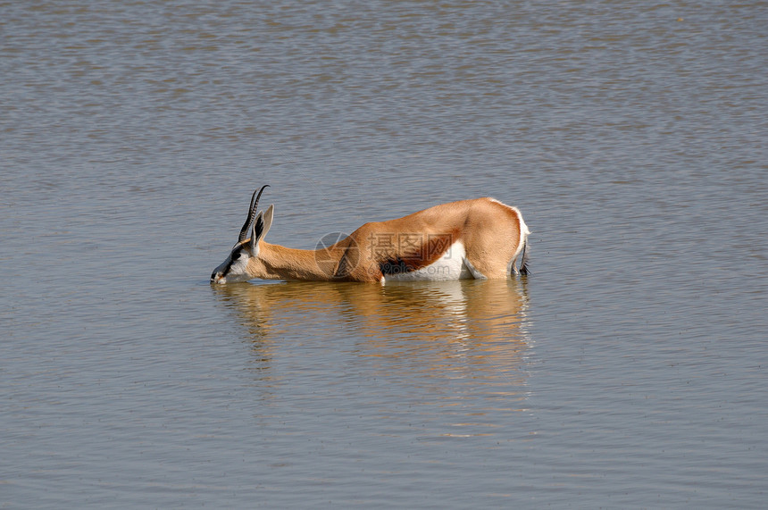 泉水中的春天羚羊袋貂动物哺乳动物荒野动物群野生动物图片