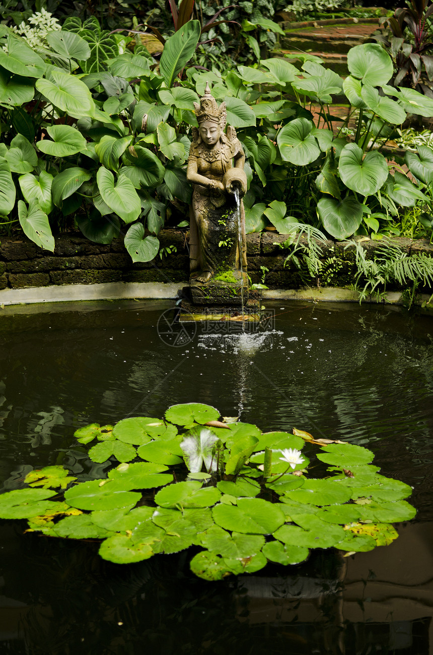 花园池塘细节热带花朵植物园艺异国情调图片