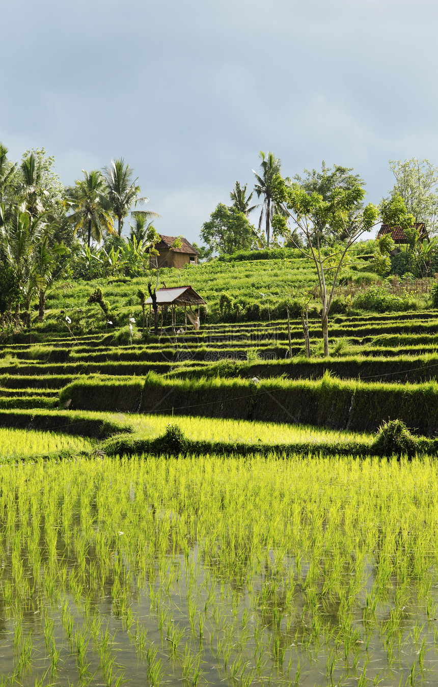 巴厘岛的稻田地貌热带情调阳台村庄场地农村异国乡村图片