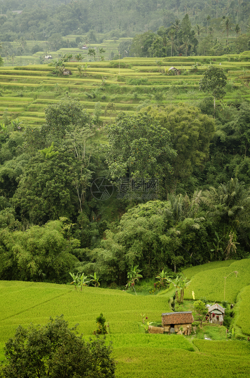 巴利因多尼西亚的稻田梯田场地农村村庄乡村阳台图片