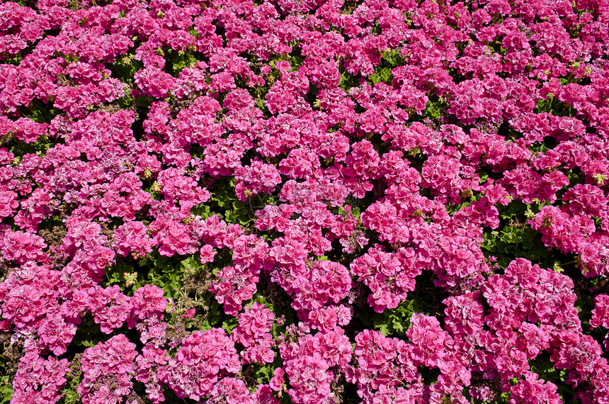 阳光中明亮的粉红鲜花花园粉色花朵图片