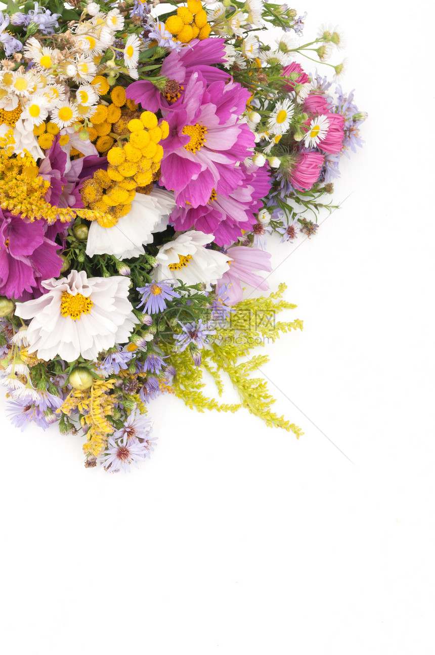 野生夏夏月花花花朵植物花瓶乡村花束野花投手雏菊花瓣白色图片