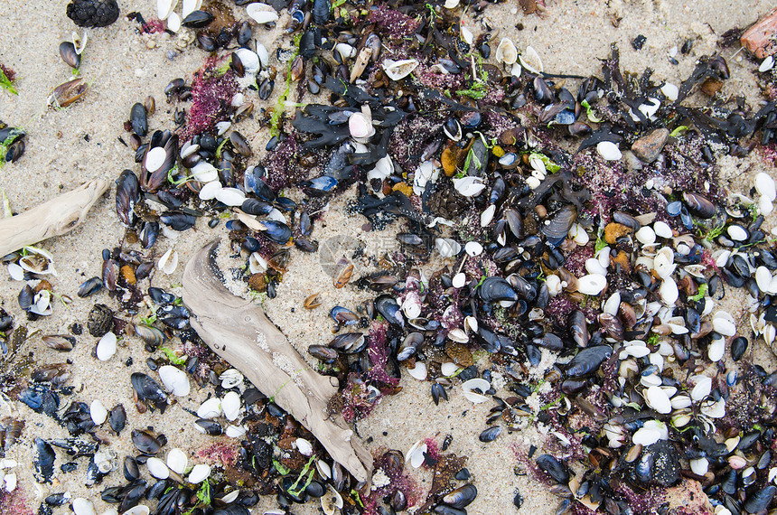 鸟儿在沙到海面海岸的沙滩上 近距离接近框架棕色贝壳海滩支撑假期阳光海螺海洋矿物图片