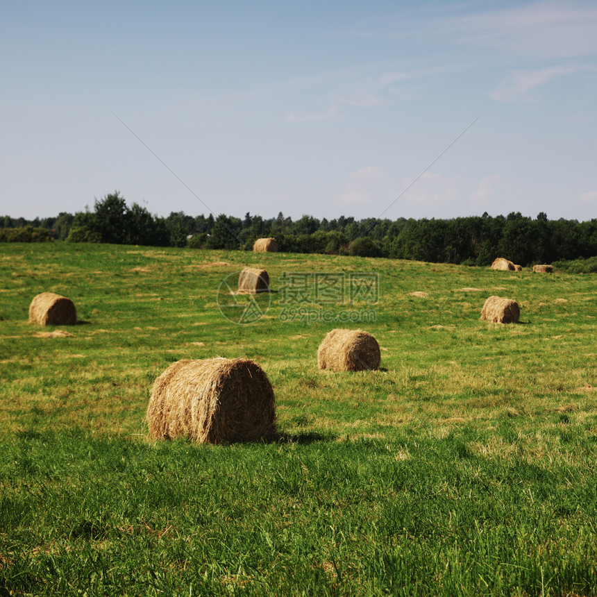 田地干草稻草土地小麦植物农业金子圆圈天空蓝色农场图片