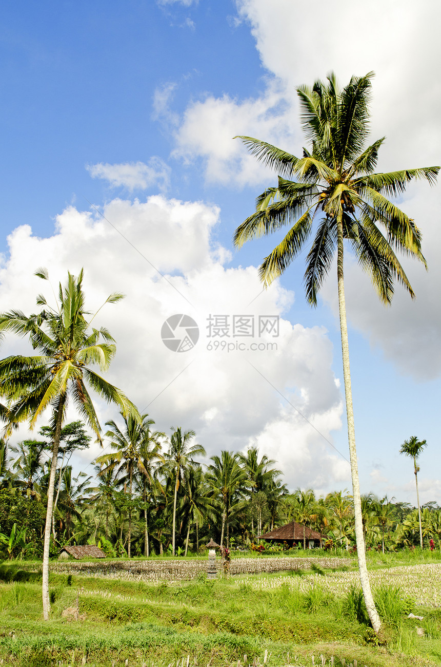 巴厘岛热带地貌景观情调异国旅行手掌场地图片