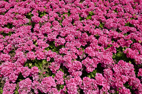 阳光中明亮的粉红鲜花花园粉色花朵背景图片