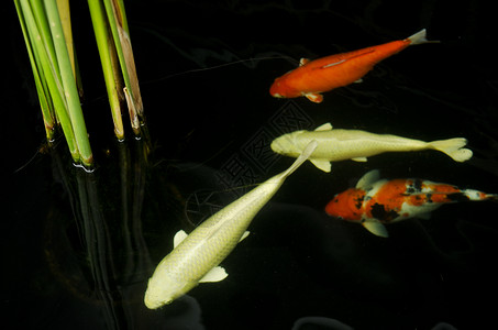 池塘中的鱼尾鱼锦鲤白色游泳动物群红色海洋背景图片