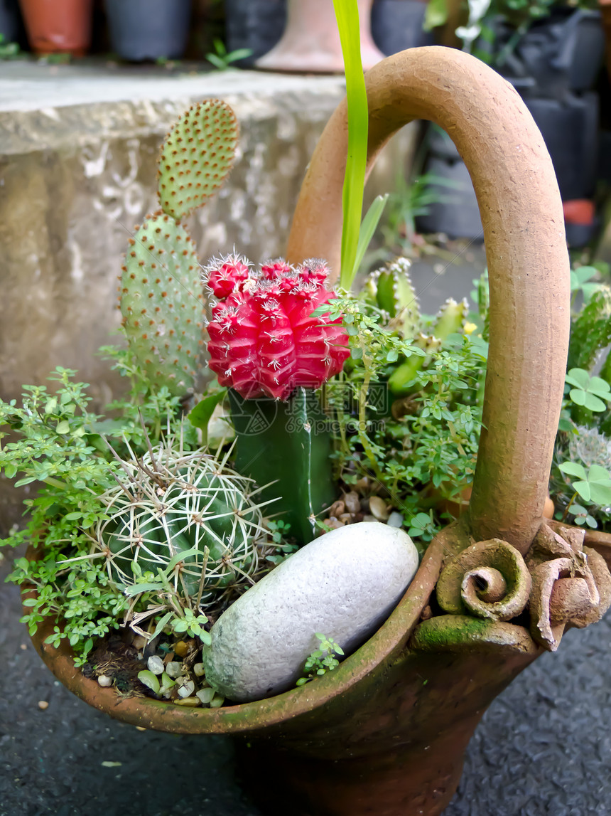 仙人掌植物群日落植物学天空沙漠花园生长脊柱宏观植物图片