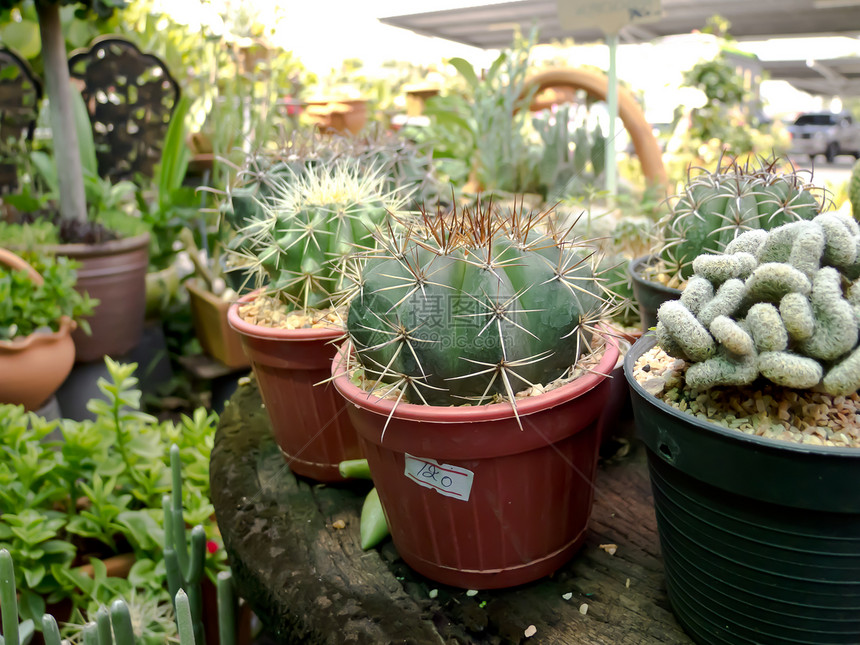 仙人掌植物学花园天空脊柱日落植物热带沙漠宏观叶子图片