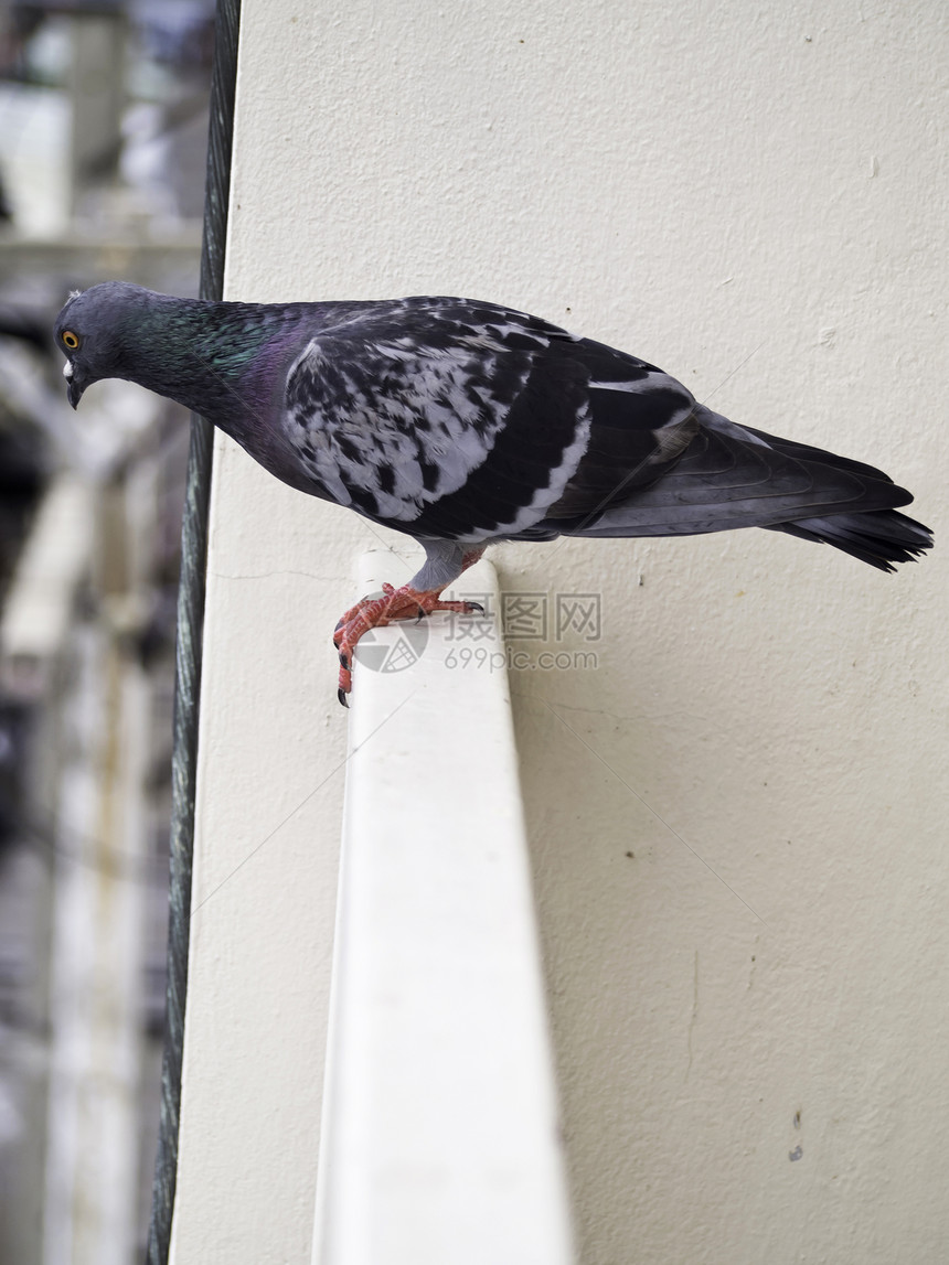 鸽子站在长袍上力量栏杆自由公园眼睛阳台壁架动物荒野翅膀图片