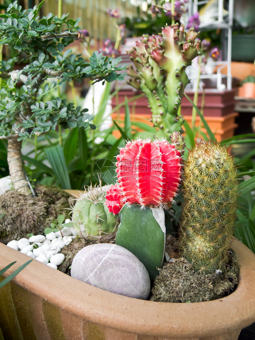 仙人掌脊柱天空植物群日落植物学热带宏观植物生长叶子图片