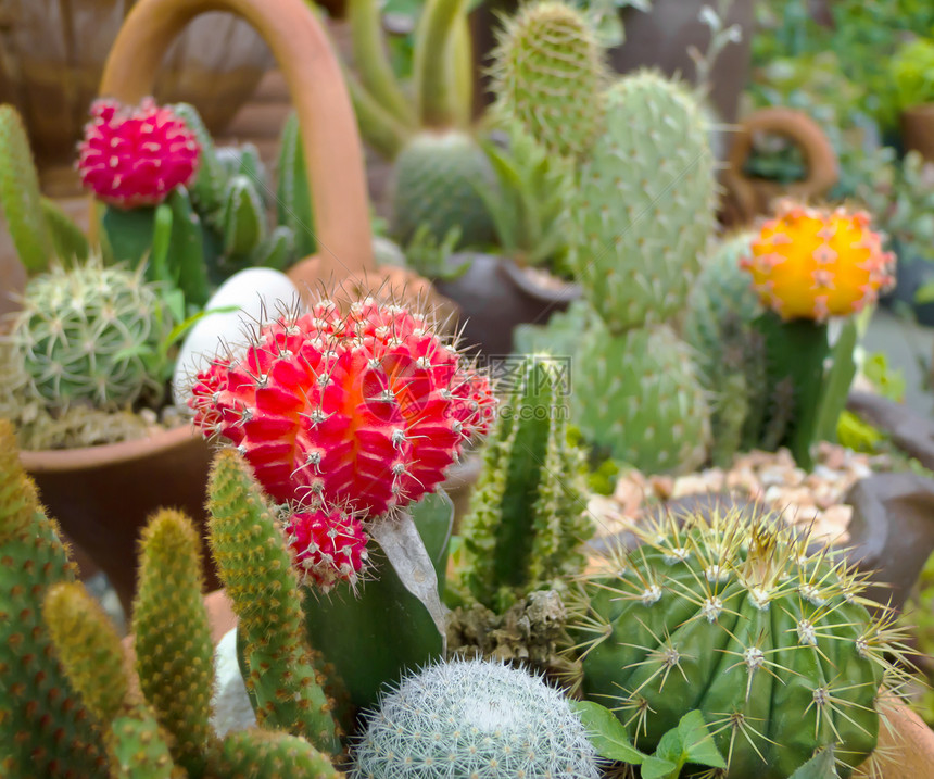 仙人掌热带植物群植物植物学叶子生长宏观天空脊柱沙漠图片