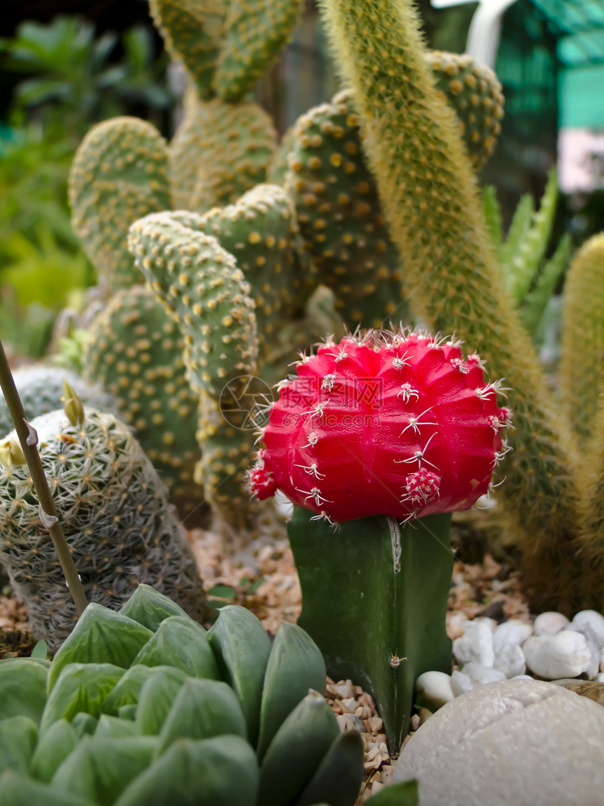 仙人掌天空叶子日落花园植物群热带植物宏观脊柱沙漠图片