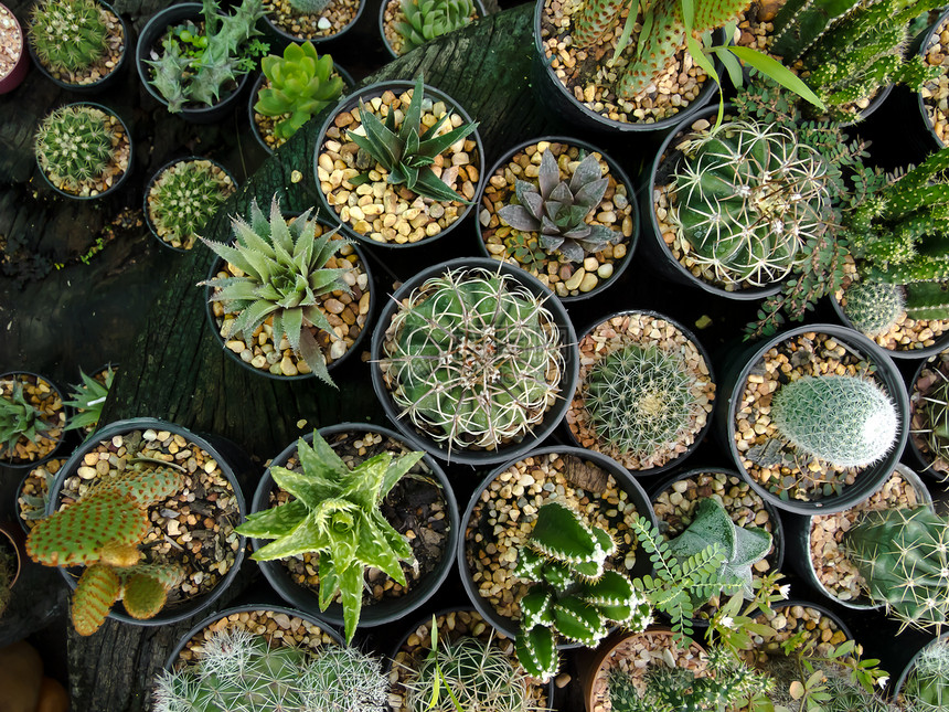 仙人掌叶子植物群热带宏观生长花园植物学天空日落沙漠图片