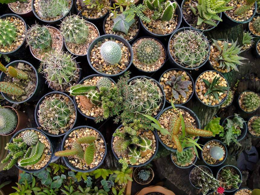 仙人掌花园山脉植物群植物学荒野生长热带天空脊柱沙漠图片