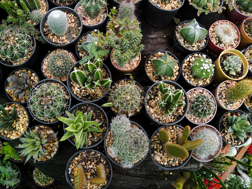 仙人掌天空植物学脊柱热带生长山脉植物群荒野花园沙漠图片