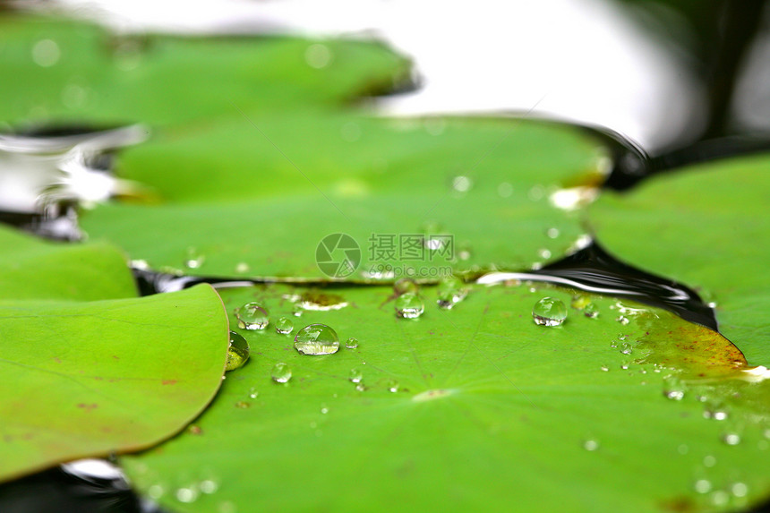 荷叶叶子汽车宏观水生植物绿色图片