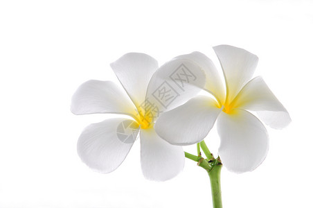 花朵frafipaani鸡蛋花白色黄色背景图片