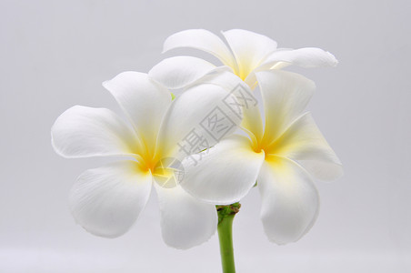 弗朗比帕尼白色热带花卉黄色高清图片