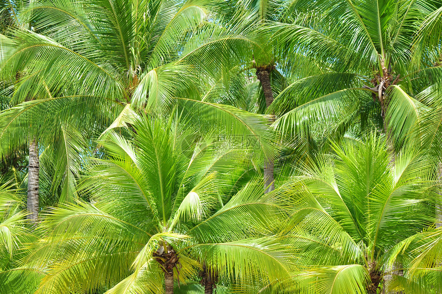 棕榈树叶子植物学热带自然植物绿色气候椰子图片