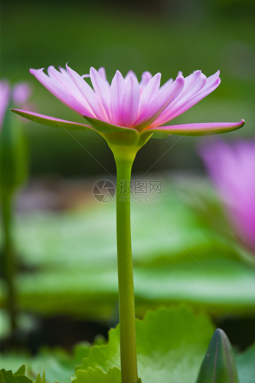 水李绿色荷花粉色百合漂浮花瓣图片