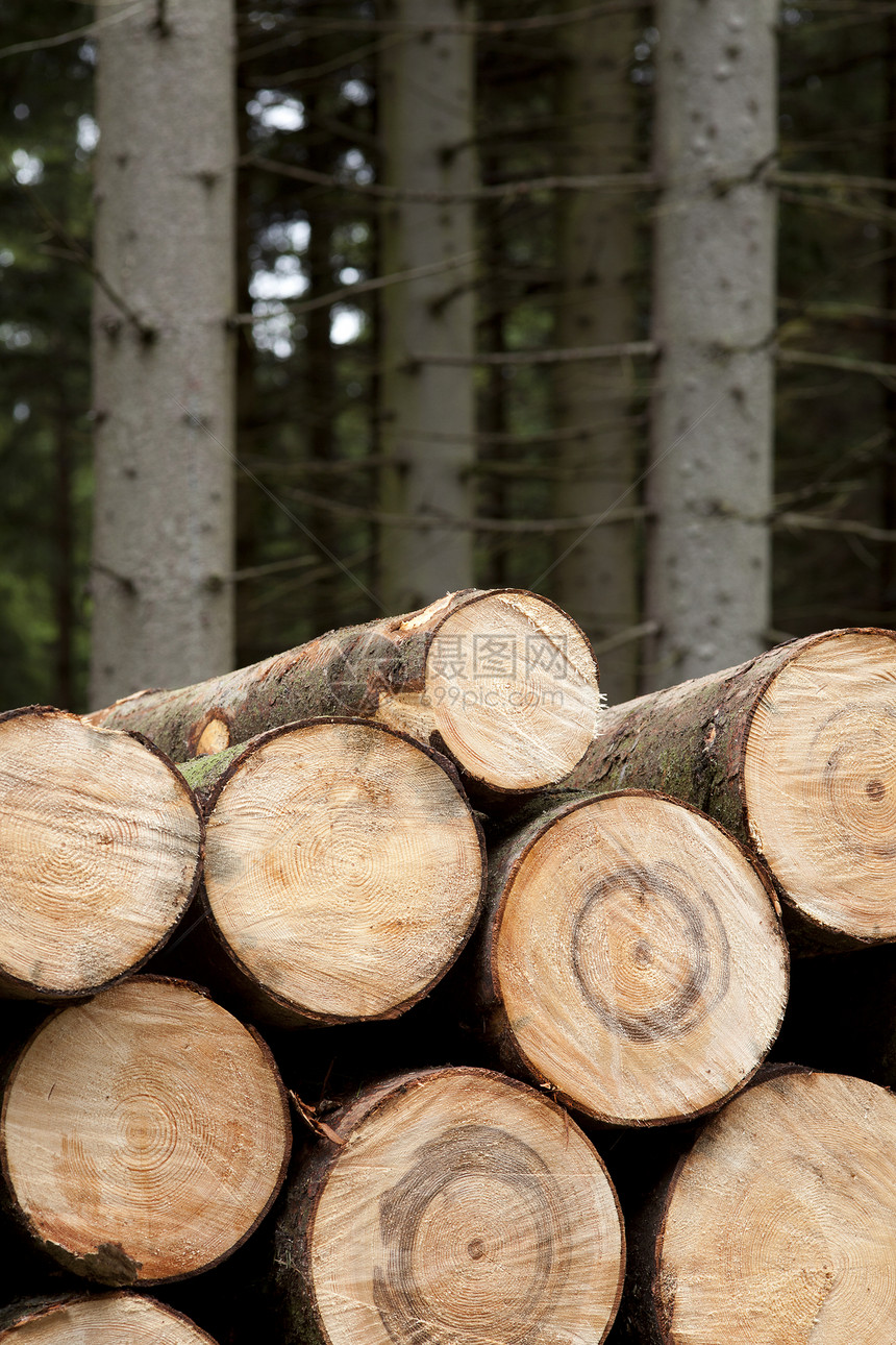 采伐的木柴针叶林树干砍伐林业木头树木图片