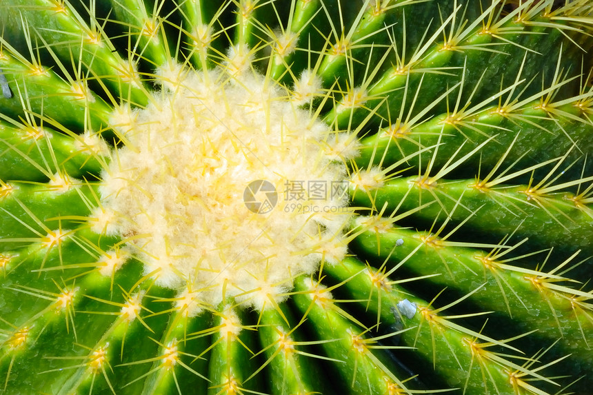 超近细节仙人掌宏观生长芦荟花园叶子环境活力气候草本植物植物图片