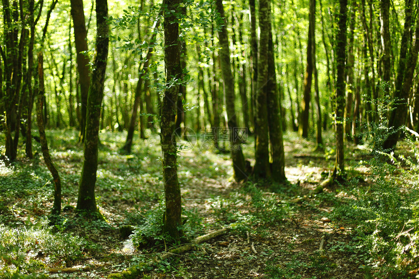 有阳光的夏日森林植物环境季节叶子公园树干太阳途径步道射线图片