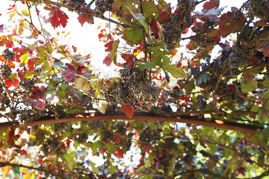 葡萄在阳光明日的葡萄树上水果植物场地花园小吃荒野生长食物葡萄园宏观图片