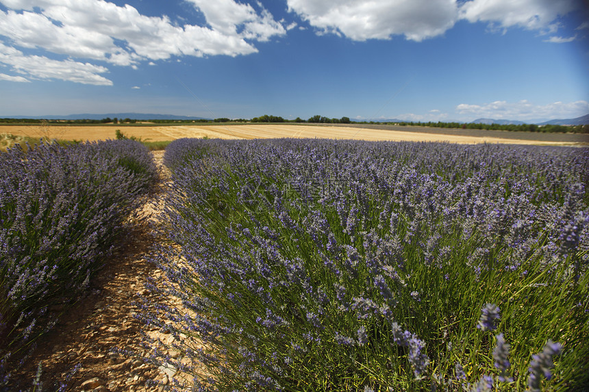 淡紫地风景芳香疗法农场香味植物天空农业收成香气图片