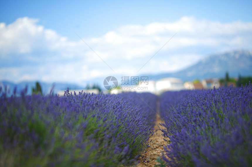 淡紫地天空芳香疗法香味植物紫色风景场地收成花朵图片