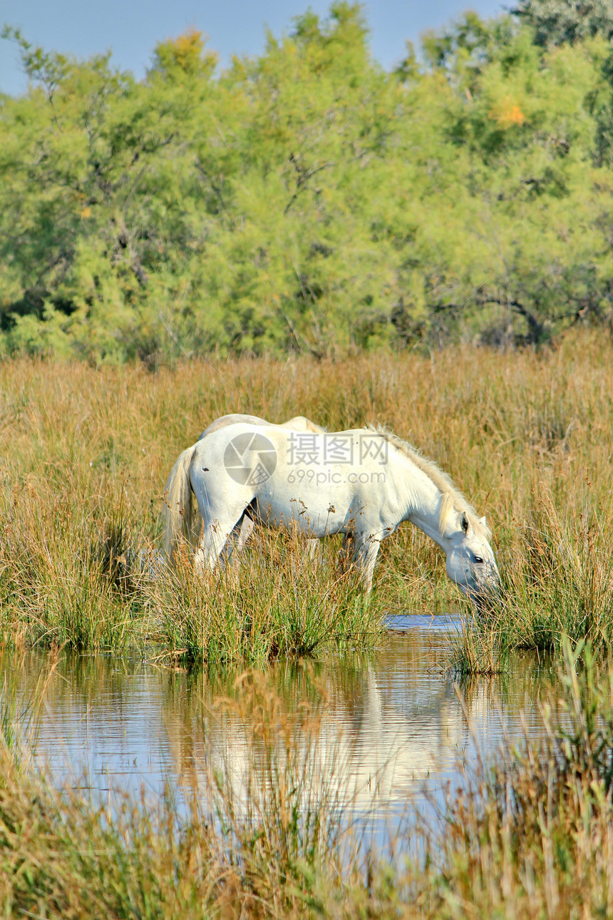 卡马格马哺乳动物动物群草地世界乡村农村荒野外观马匹包子图片