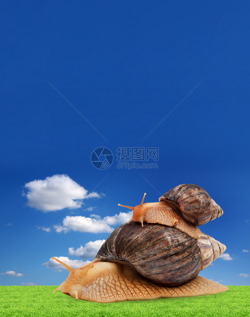 两只棕蜗牛螺旋土地家庭房子鼻涕虫田螺棕色地平线花园速度图片