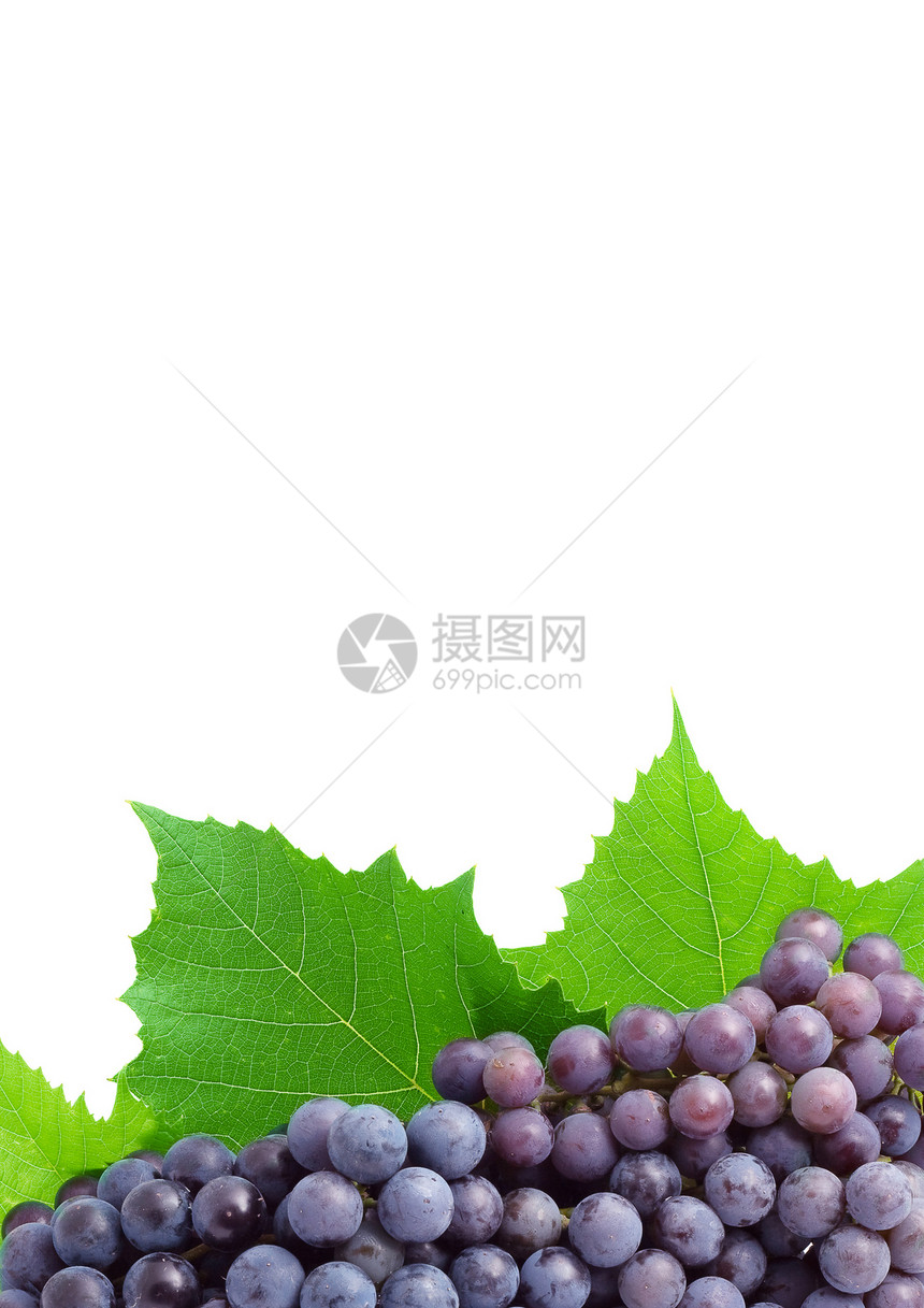 葡萄蓝色酒厂藤蔓季节茶点葡萄园植物美食小路水果图片