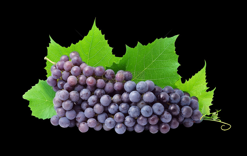 葡萄蓝色生长植物酿酒季节水果浆果茶点美食食物图片