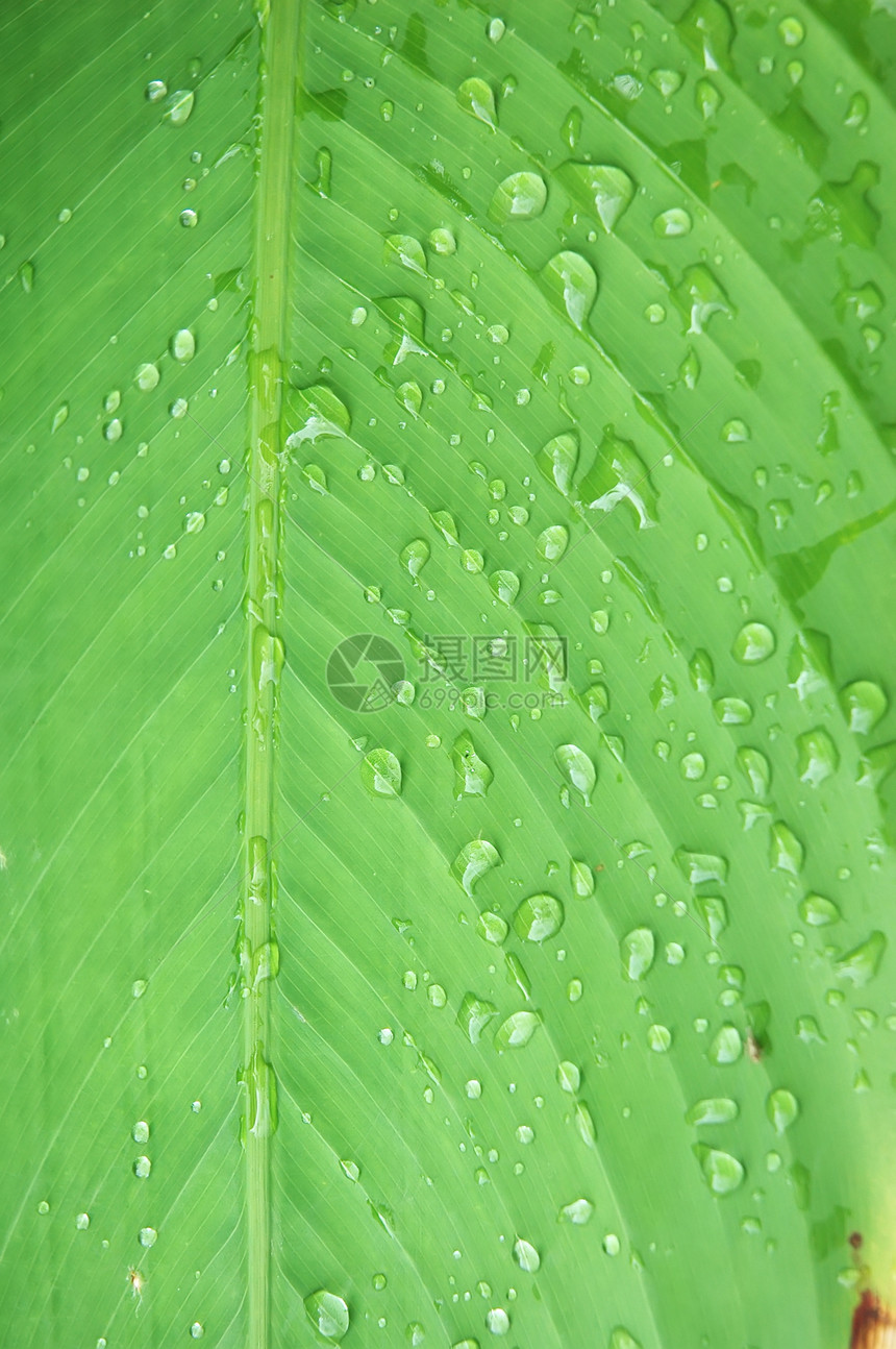 叶掉落植物水滴生活雨滴草本植物液体叶子环境宏观生长图片