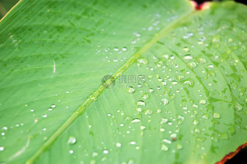 叶掉落反射环境水滴液体生长叶子宏观植物群雨滴生活图片