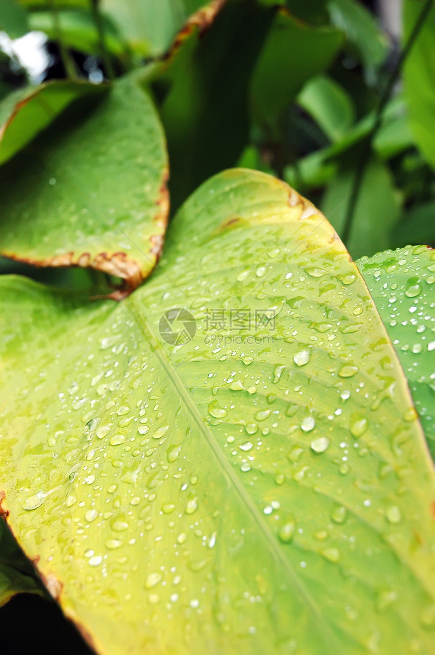 叶掉落植物宏观雨滴液体草本植物花园水滴生活叶子生长图片