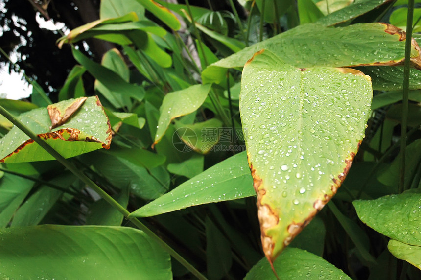 叶掉落草本植物叶子反射植物群生活生长环境宏观水滴雨滴图片